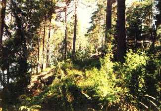 Unberührter Wald in der Nähe von Säfle