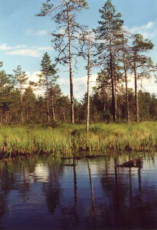 Ein Seeufer im Värmland - mittleres Schweden